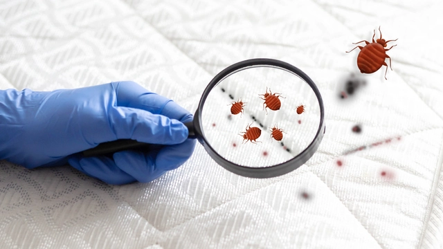 Bed Bug Treatment in Naples