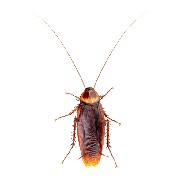 American Cockroach (Palmetto Bug)