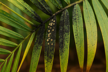 Palm leaflets with scale insects and black sooty mold caused by honeydew